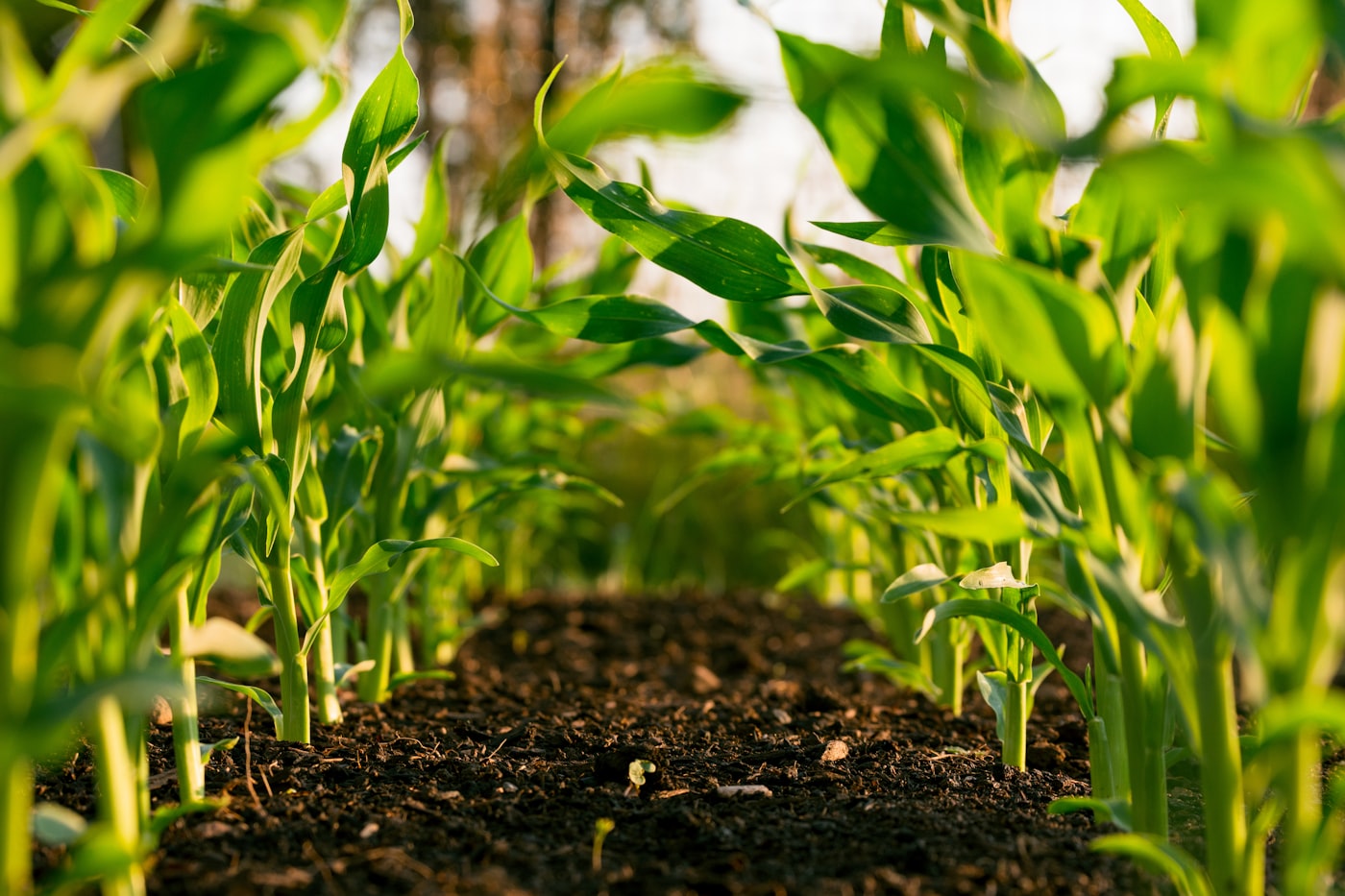 Agricultural and developable land stretching to the horizon
